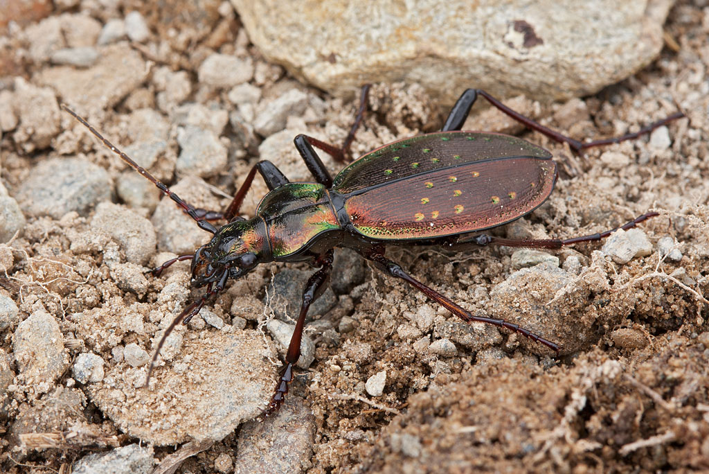 Carabus irregularis - No. Carabus depressus